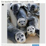 Offshore Wind Farms Create 'Reef Effect' Perfect for Marine Wildlife - Especially Seals